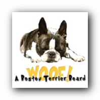 Woof! A Boston Terrier Message Board